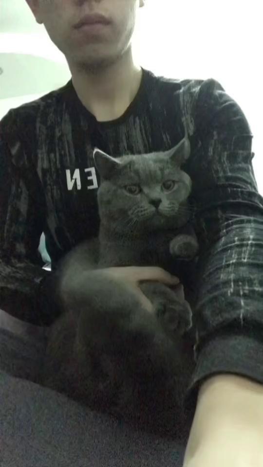 海草舞搞笑猫咪版